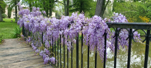 Beautiful flowers over lake at Chateau de Mirande